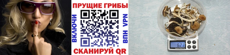 Галлюциногенные грибы Psilocybe  где купить наркоту  Называевск 